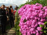 130 mazzo di fiori.JPG
